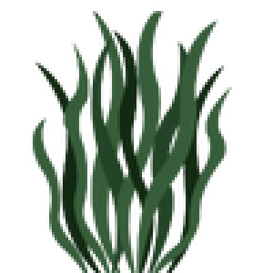 Spiruline-algue Spiruline-algue